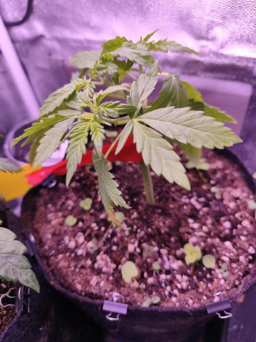 Critical+ 2.0 meets Larry Bird. Week 3 - Critical+ 2.0