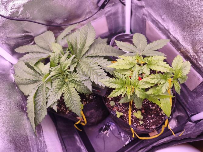 Critical+ 2.0 meets Larry Bird. Week 3