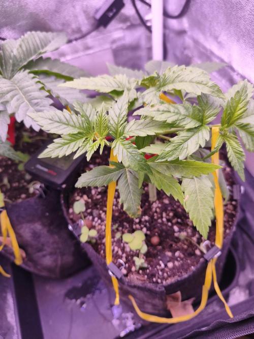 Critical+ 2.0 meets Larry Bird. Week 3 - Critical+ 2.0