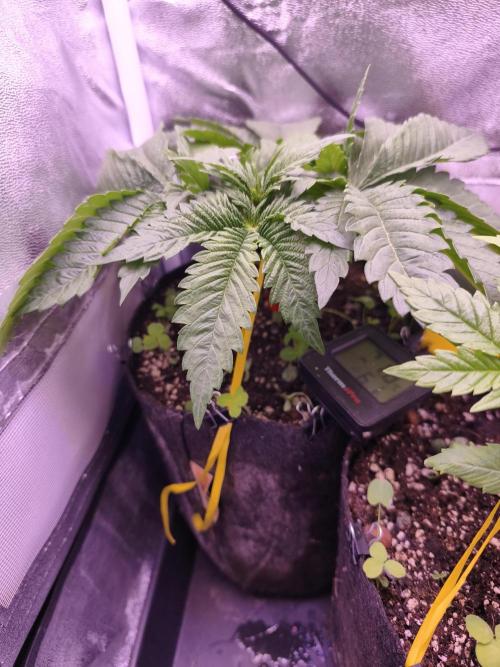 Critical+ 2.0 meets Larry Bird. Week 3 - Green Gelato