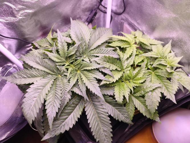 Critical+ 2.0 meets Larry Bird. Week 4