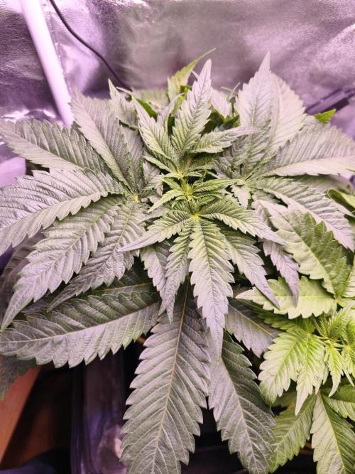 Critical+ 2.0 meets Larry Bird. Week 4 - Green Gelato