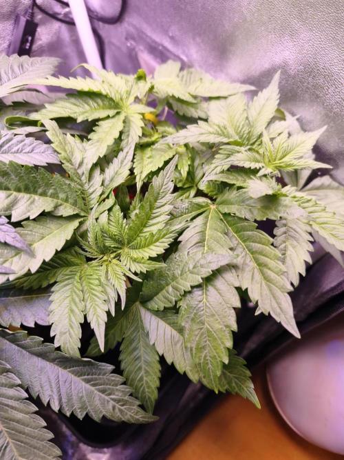 Critical+ 2.0 meets Larry Bird. Week 4 - Critical+ 2.0