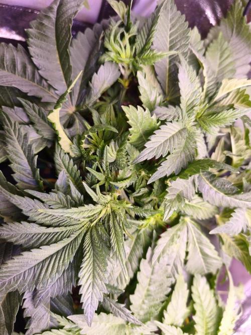 Critical+ 2.0 meets Larry Bird. Week 4 - Green Gelato