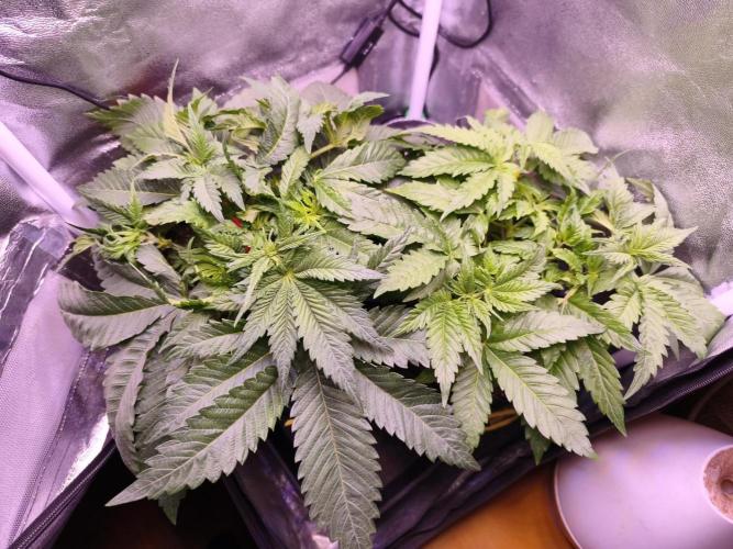 Critical+ 2.0 meets Larry Bird. Week 4