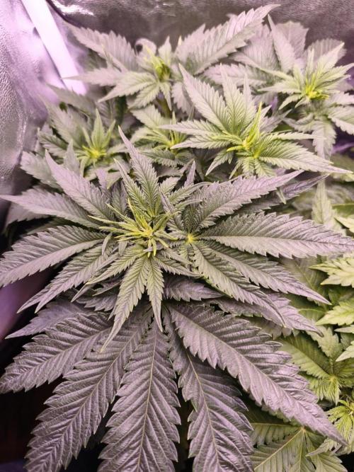 Critical+ 2.0 meets Larry Bird. Week 5 - Green Gelato