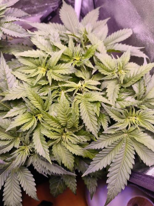 Critical+ 2.0 meets Larry Bird. Week 5 - Critical+ 2.0
