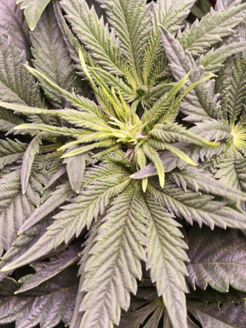 Critical+ 2.0 meets Larry Bird. Week 5 - Green Gelato