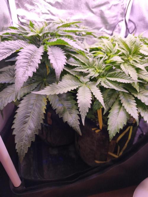 Critical+ 2.0 meets Larry Bird. Week 5