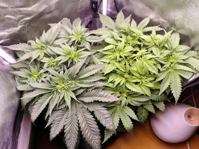 Critical+ 2.0 meets Larry Bird. Week 5