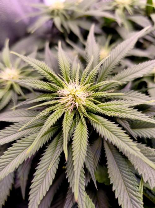 Critical+ 2.0 meets Larry Bird. Week 7 - Green Gelato