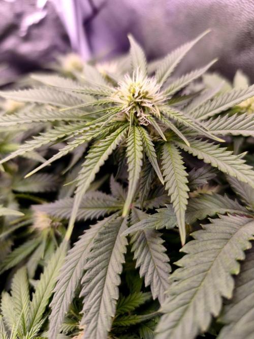 Critical+ 2.0 meets Larry Bird. Week 7 - Critical+ 2.0