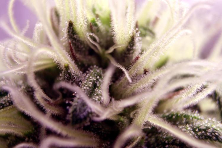 Critical+ 2.0 meets Larry Bird. Week 8 - Green Gelato