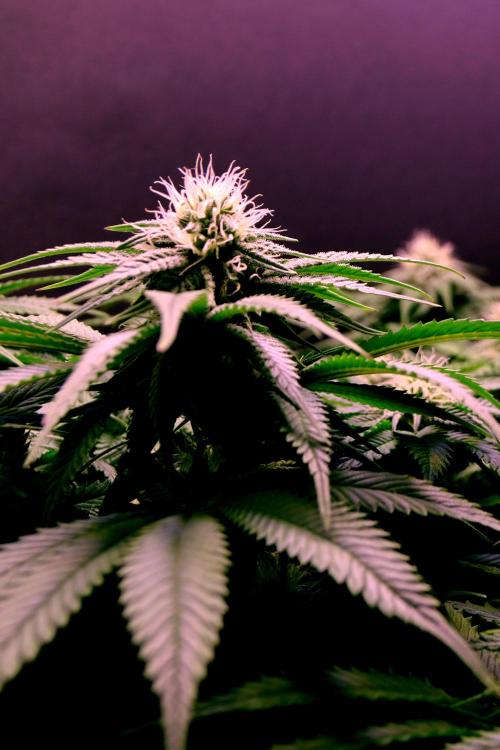Critical+ 2.0 meets Larry Bird. Week 8 - Green Gelato