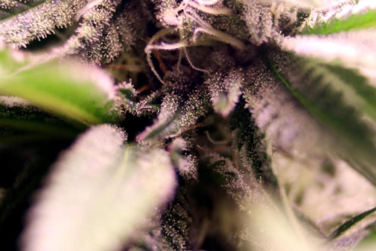 Critical+ 2.0 meets Larry Bird. Week 9 - Green Gelato