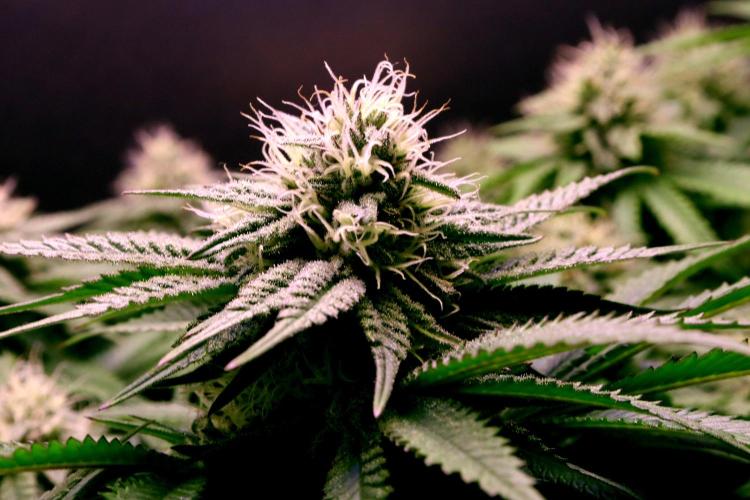 Critical+ 2.0 meets Larry Bird. Week 9 - Green Gelato
