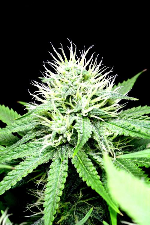Critical+ 2.0 meets Larry Bird. Week 9 - Critical+ 2.0