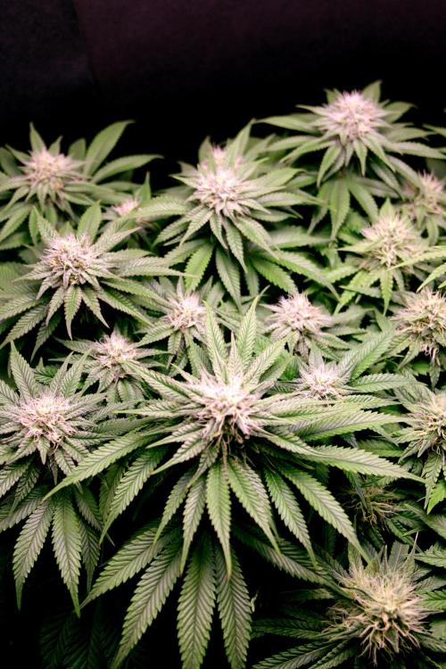 Critical+ 2.0 meets Larry Bird. Week 9 - Green Gelato