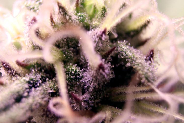 Critical+ 2.0 meets Larry Bird. Week 9 - Green Gelato