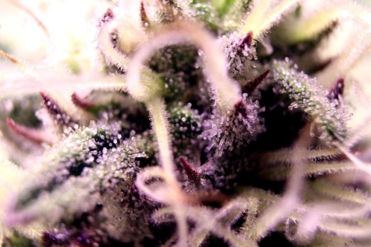 Critical+ 2.0 meets Larry Bird. Week 9 - Green Gelato