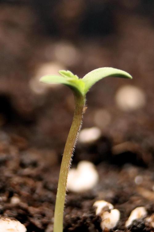 White Biscotti OG XXL. Week 0 - Day 1