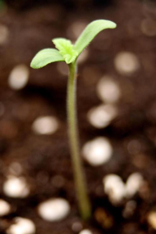 White Biscotti OG XXL. Week 0 - Day 2