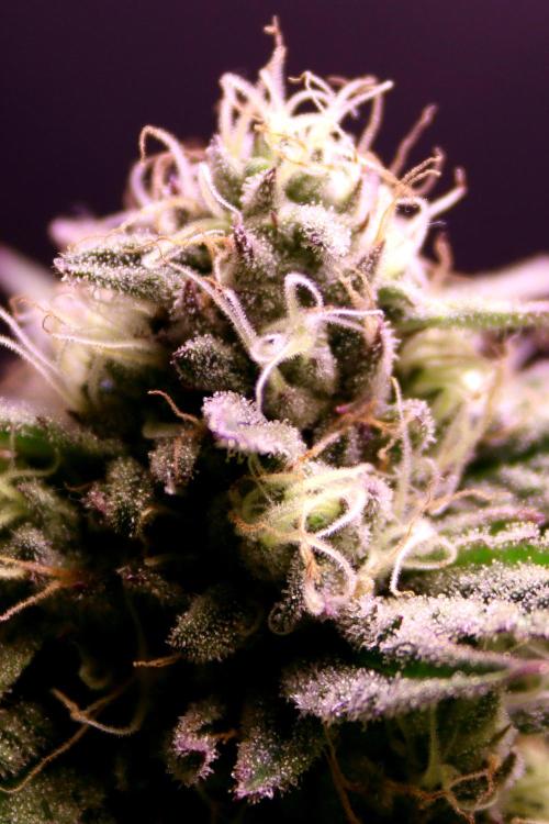 Critical+ 2.0 meets Larry Bird. Week 10 - Green Gelato