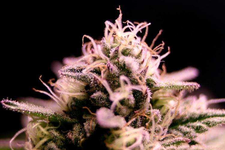 Critical+ 2.0 meets Larry Bird. Week 10 - Green Gelato