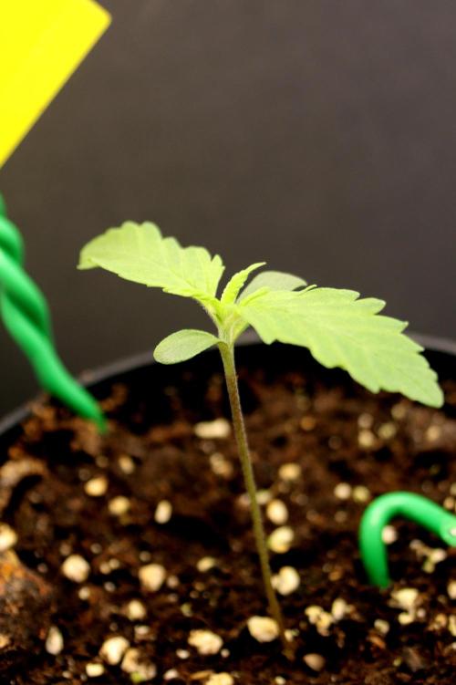 White Biscotti OG XXL. Week 1