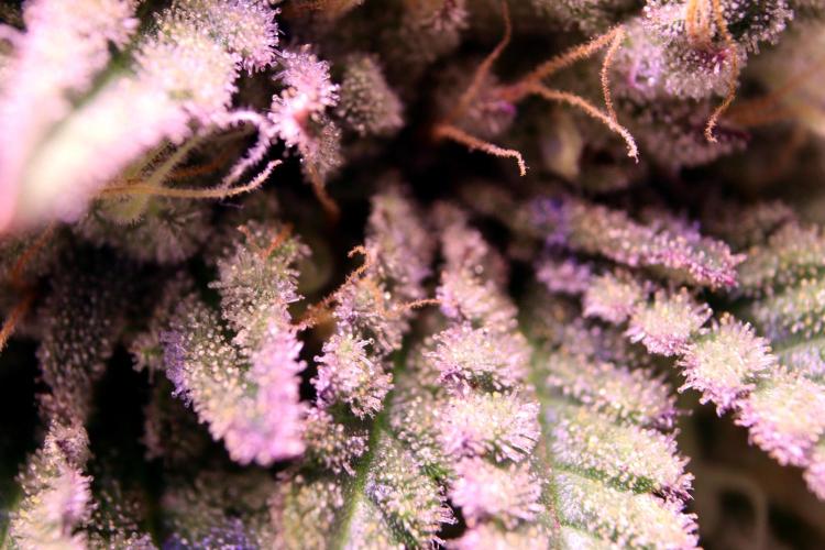 Critical+ 2.0 meets Larry Bird. Week 11 - Green Gelato