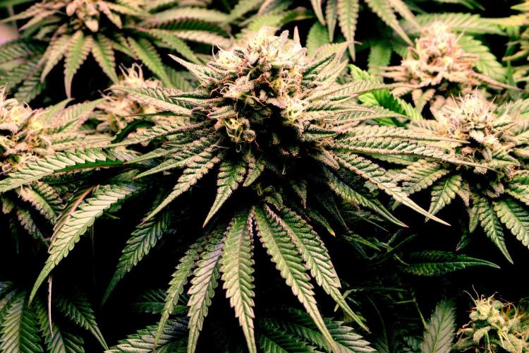 Critical+ 2.0 meets Larry Bird. Week 11 - Green Gelato