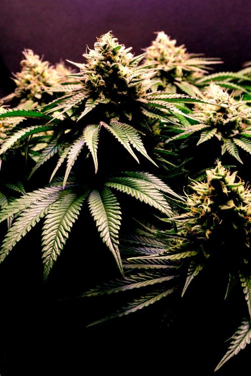 Critical+ 2.0 meets Larry Bird. Week 11 - Green Gelato