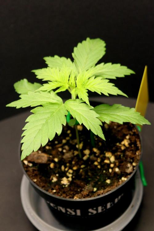 White Biscotti OG XXL. Week 2 - White Biscotti OG XXL