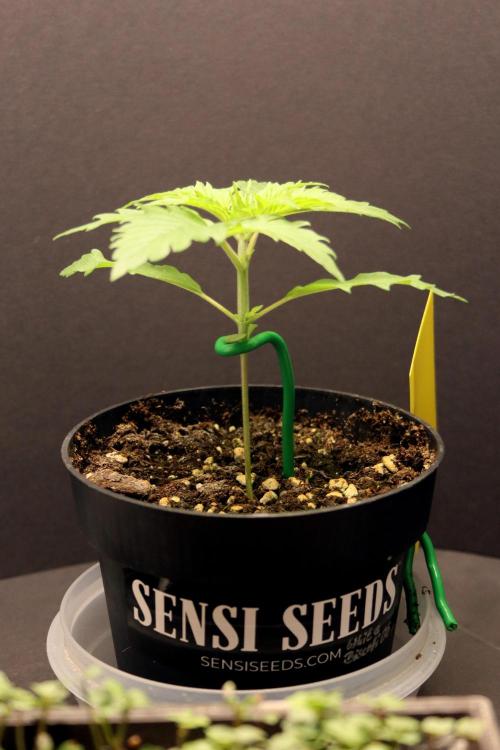 White Biscotti OG XXL. Week 2 - White Biscotti OG XXL