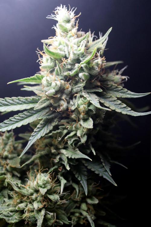 Critical+ 2.0 meets Larry Bird. Week 12