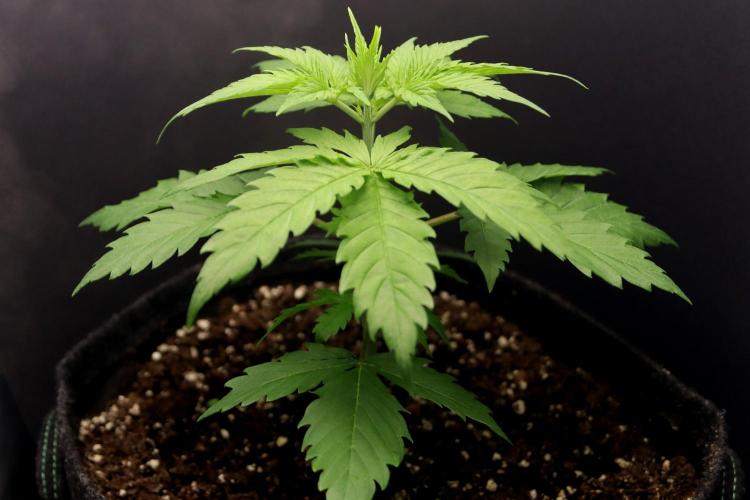 White Biscotti OG XXL. Week 3