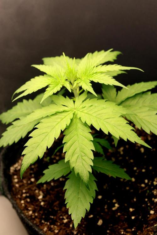 White Biscotti OG XXL. Week 3