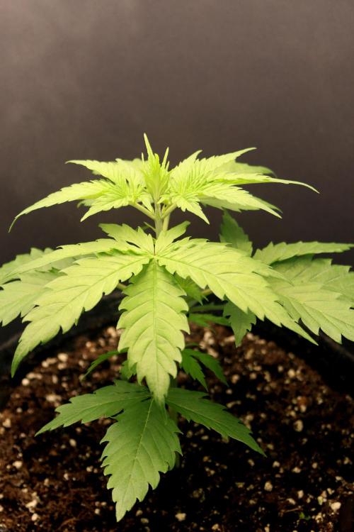 White Biscotti OG XXL. Week 3