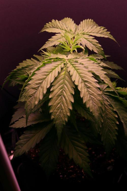 White Biscotti OG XXL. Week 4 - White Biscotti OG XXL