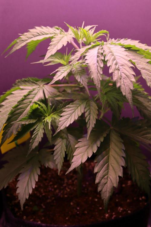 White Biscotti OG XXL. Week 4 - White Biscotti OG XXL