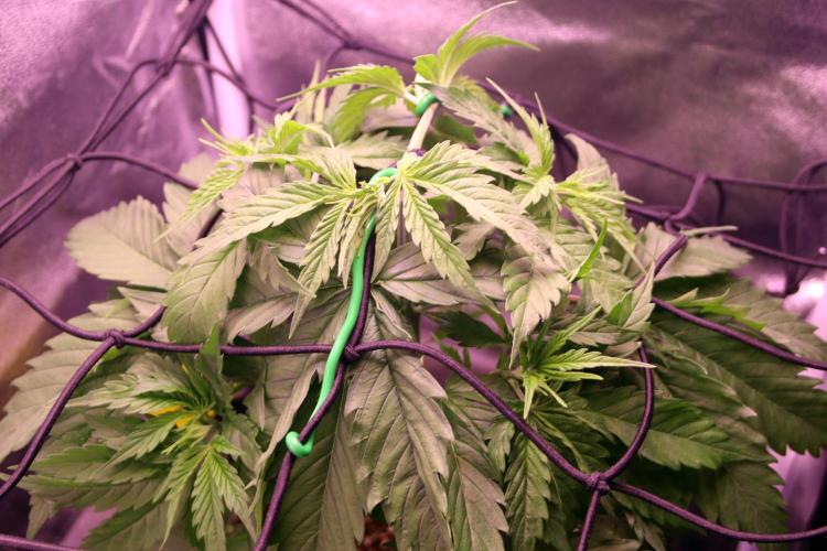 White Biscotti OG XXL. Week 5 - White Biscotti OG XXL, week 5 veg