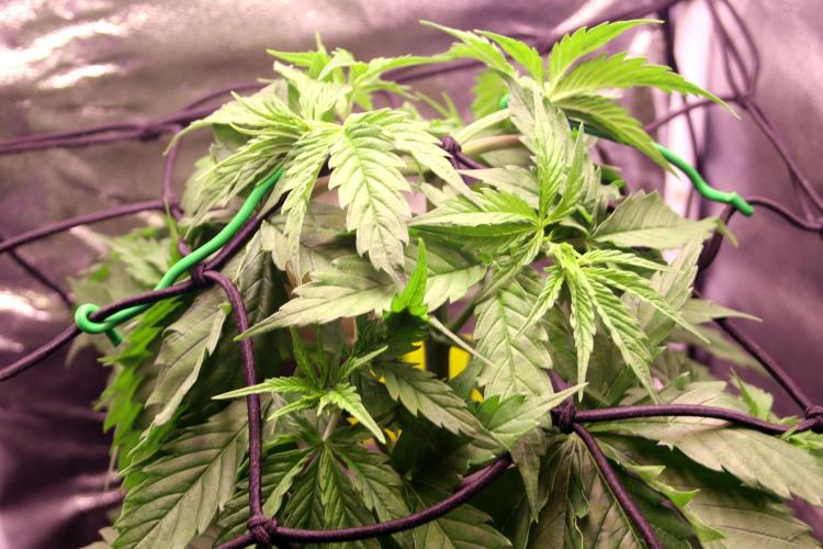 White Biscotti OG XXL. Week 5 - White Biscotti OG XXL, week 5 veg