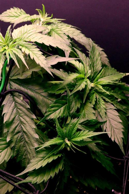 White Biscotti OG XXL. Week 5 - White Biscotti OG XXL, day 1 flower