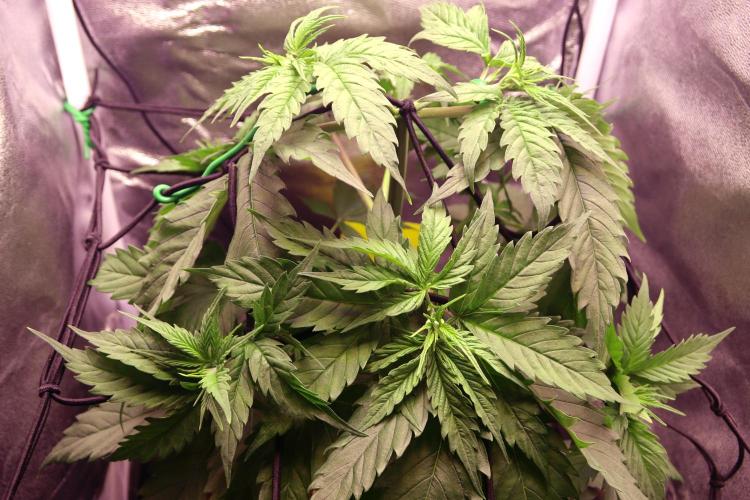 White Biscotti OG XXL. Week 5 - White Biscotti OG XXL, day 1 flower