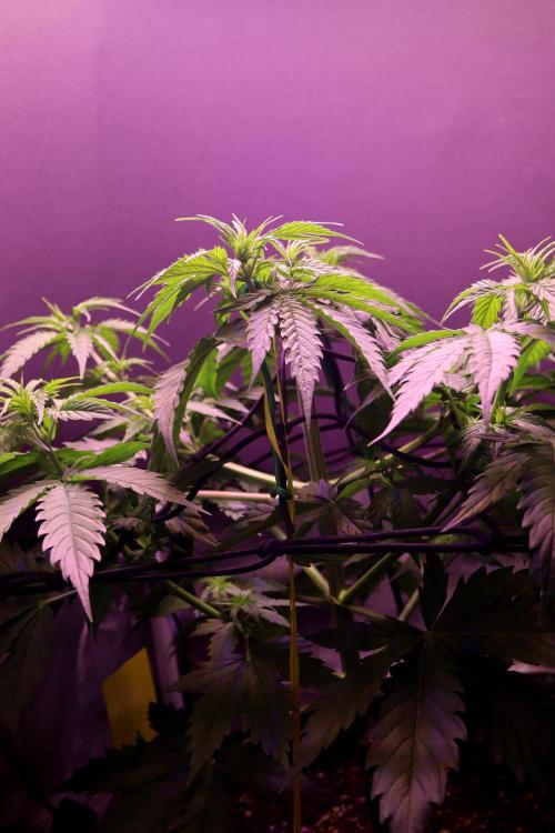 White Biscotti OG XXL. Week 5 - White Biscotti OG XXL, day 5 flower