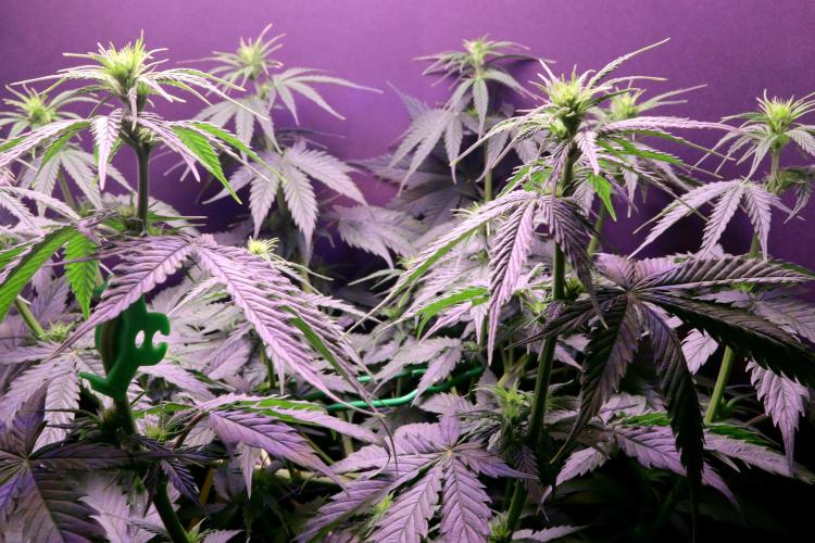 White Biscotti OG XXL. Week 6 - White Biscotti OG XXL, BT 12