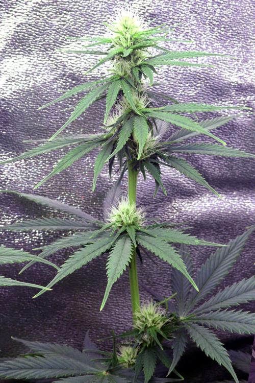 White Biscotti OG XXL. Week 7