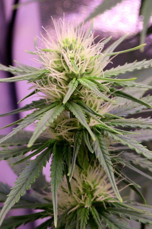 White Biscotti OG XXL. Week 7