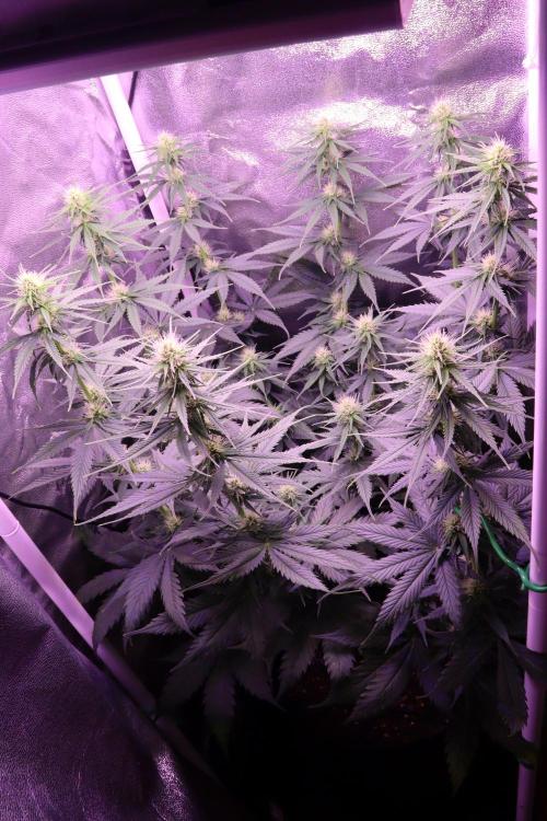 White Biscotti OG XXL. Week 7
