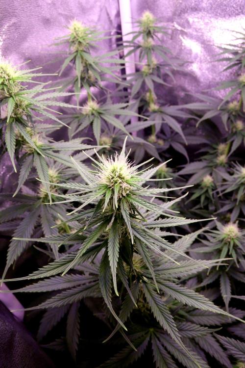 White Biscotti OG XXL. Week 7